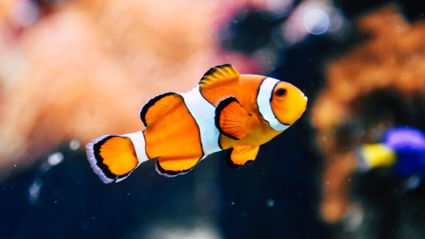 découvrez l'univers fascinant des poissons : espèces, habitats, et bienfaits pour la santé. explorez les différentes techniques de pêche et apprenez à préparer des plats savoureux à base de poisson.