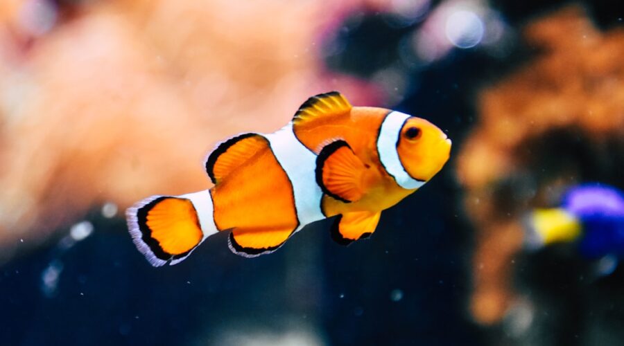 découvrez l'univers fascinant des poissons : espèces, habitats, et bienfaits pour la santé. explorez les différentes techniques de pêche et apprenez à préparer des plats savoureux à base de poisson.