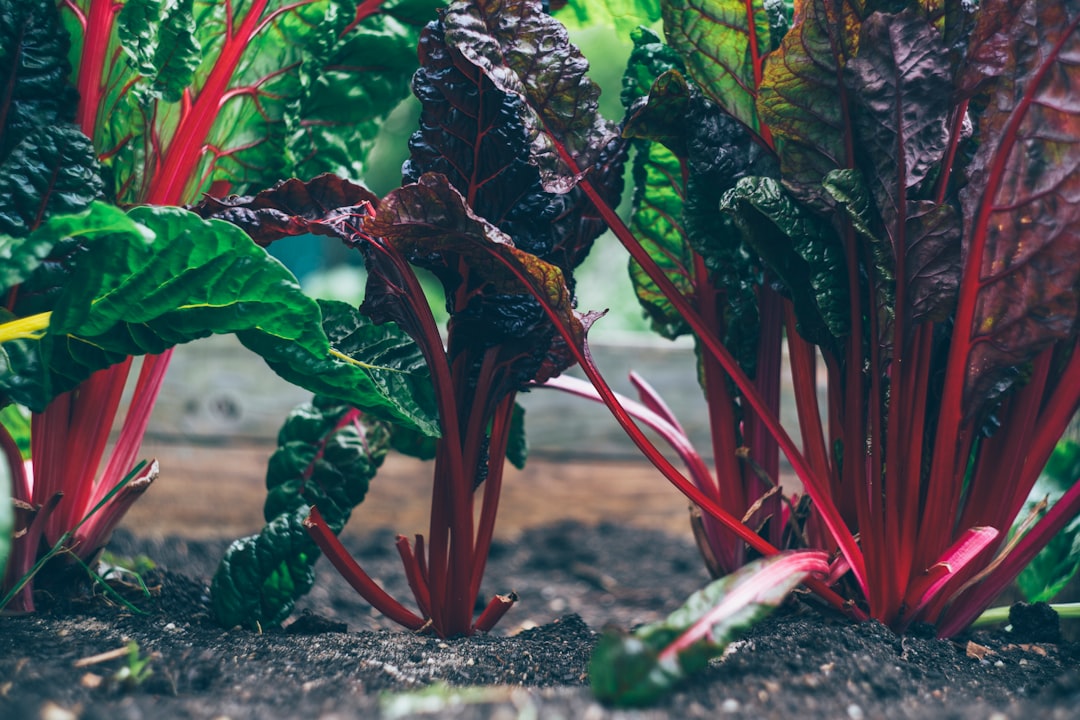 découvrez l'art du jardinage avec nos conseils pratiques, astuces et techniques pour cultiver vos plantes, fleurs et potagers. transformez votre espace extérieur en un véritable havre de paix et de verdure, que vous soyez débutant ou expert !