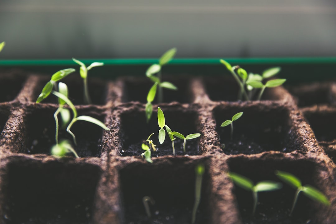 découvrez l'art du jardinage avec nos conseils pratiques, astuces et idées pour créer un jardin épanouissant. que vous soyez débutant ou jardinier expérimenté, trouvez l'inspiration pour cultiver vos plantes, fleurs et légumes.