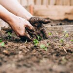 découvrez l'art du jardinage avec nos conseils pratiques, astuces et idées créatives. que vous soyez novice ou expert, apprenez à cultiver vos plantes, entretenir votre jardin et créer un espace extérieur épanouissant.