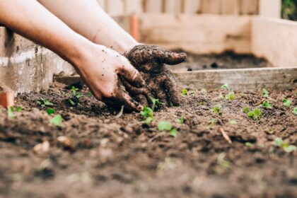 découvrez l'art du jardinage avec nos conseils pratiques, astuces et idées créatives. que vous soyez novice ou expert, apprenez à cultiver vos plantes, entretenir votre jardin et créer un espace extérieur épanouissant.