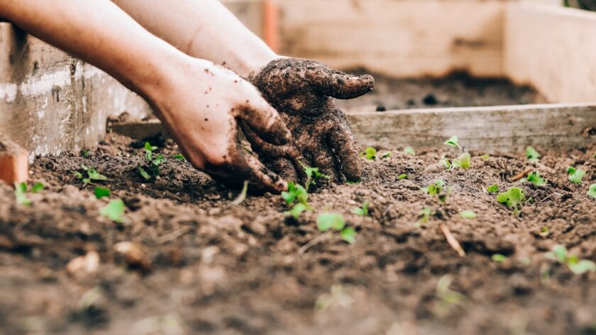 découvrez l'art du jardinage avec nos conseils pratiques, astuces et idées créatives. que vous soyez novice ou expert, apprenez à cultiver vos plantes, entretenir votre jardin et créer un espace extérieur épanouissant.