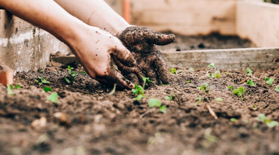 découvrez l'art du jardinage avec nos conseils pratiques, astuces et idées créatives. que vous soyez novice ou expert, apprenez à cultiver vos plantes, entretenir votre jardin et créer un espace extérieur épanouissant.