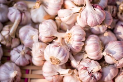 découvrez les bienfaits de l'ail, un ingrédient puissant en cuisine et un trésor de santé. apprenez à l'utiliser pour rehausser vos plats tout en profitant de ses propriétés médicinales. explorez des recettes savoureuses à base d'ail et faites-en un allié incontournable de votre alimentation.
