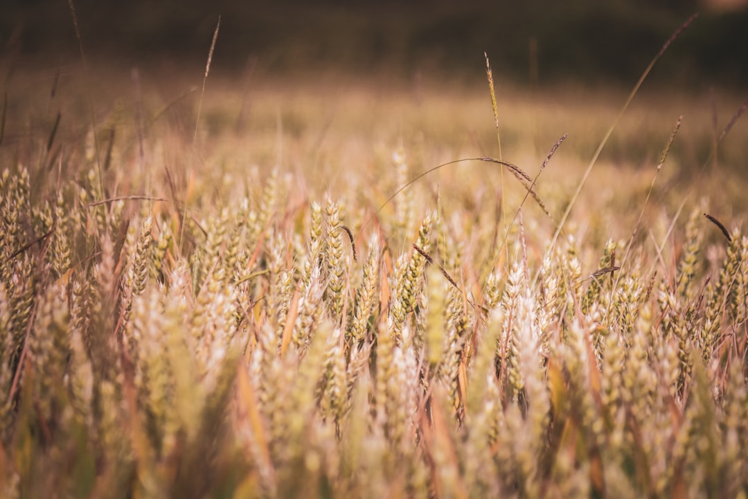découvrez le processus fascinant de la germination : comment une graine se transforme en plante, les conditions nécessaires et les étapes clés pour observer cette métamorphose naturelle.