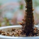 découvrez le processus fascinant de la germination, étape par étape, et apprenez comment les graines se développent en plantes. explorez les facteurs essentiels et les méthodes pour optimiser la germination de vos semences.