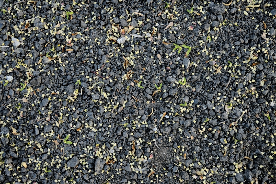 découvrez le processus fascinant de la germination, étape cruciale où les graines se transforment en jeunes plantes. apprenez les conditions essentielles pour favoriser cette transformation et explorez les différentes phases de développement. que vous soyez jardinier amateur ou passionné de botanique, cette introduction à la germination vous dévoilera les secrets du cycle de la vie végétale.