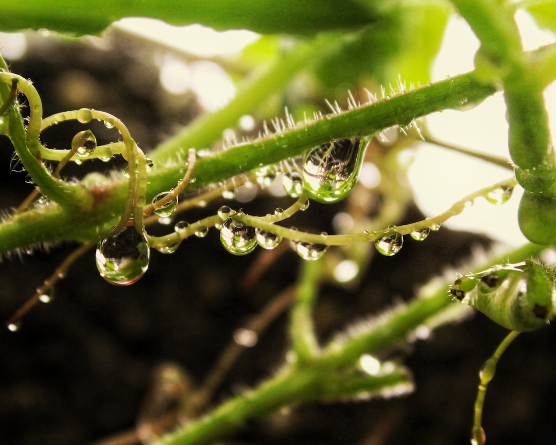 découvrez le fascinant processus de la germination, étape essentielle de la vie des plantes. apprenez comment les graines se réveillent, se développent et donnent naissance à de nouvelles pousses grâce aux bonnes conditions d'humidité, de chaleur et de lumière.