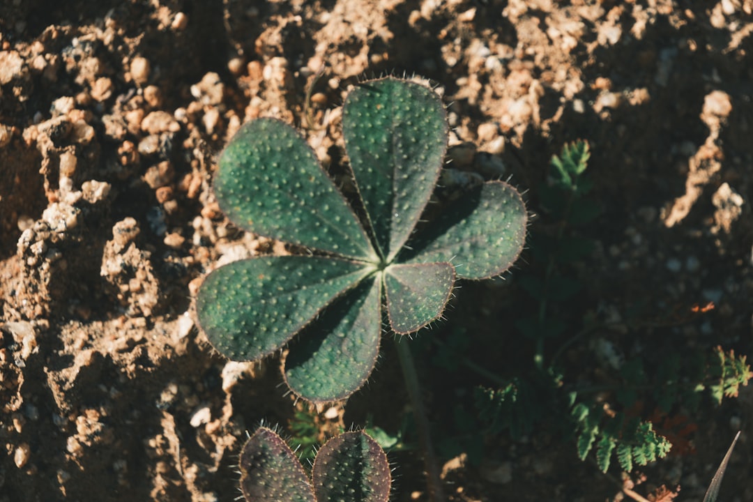 découvrez le processus fascinant de la germination, de la semence à la plante. apprenez les conditions nécessaires pour favoriser la croissance des graines et les étapes cruciales qui mènent à l'éclosion des premières feuilles.