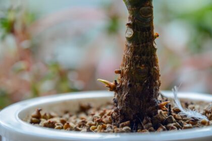 découvrez le processus fascinant de la germination, étape par étape, et apprenez comment les graines se développent en plantes. explorez les facteurs essentiels et les méthodes pour optimiser la germination de vos semences.