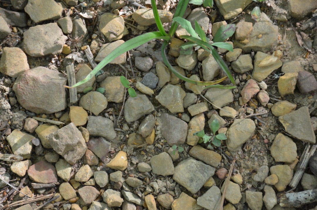 découvrez le processus fascinant de la germination, où les graines se transforment en plantes. apprenez les étapes essentielles, les conditions idéales et les meilleures pratiques pour favoriser une germination réussie, que ce soit pour vos jardins, potagers ou projets horticoles.