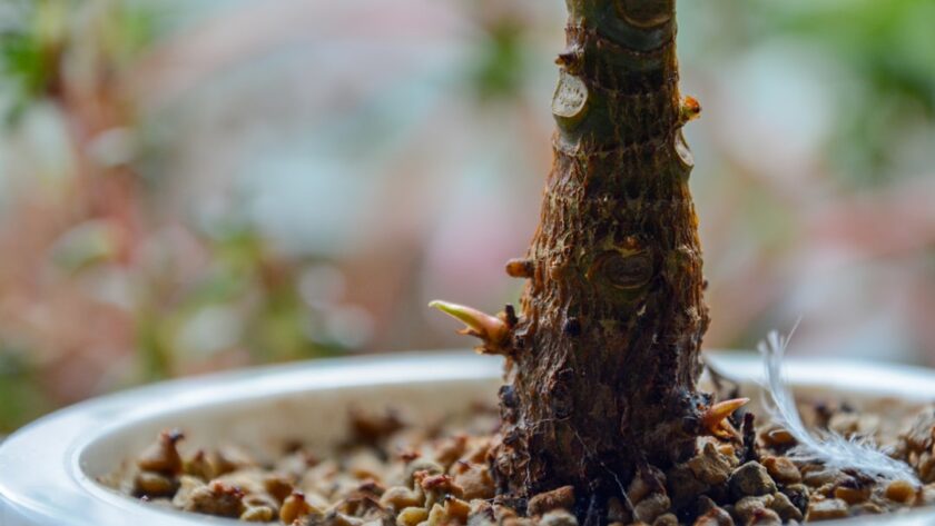 découvrez le processus fascinant de la germination, étape par étape, et apprenez comment les graines se développent en plantes. explorez les facteurs essentiels et les méthodes pour optimiser la germination de vos semences.