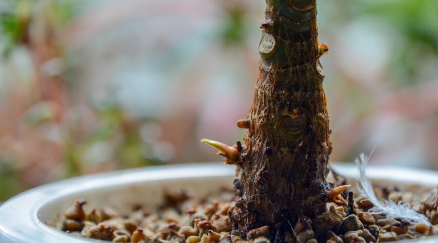 découvrez le processus fascinant de la germination, étape par étape, et apprenez comment les graines se développent en plantes. explorez les facteurs essentiels et les méthodes pour optimiser la germination de vos semences.