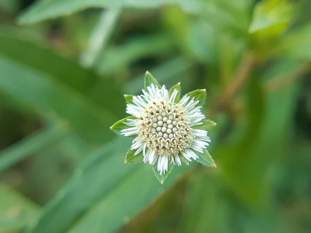 découvrez les bienfaits de la guérison par les plantes avec notre guide complet sur les remèdes naturels. apprenez à utiliser les herbes pour améliorer votre bien-être et favoriser la santé de manière holistique.