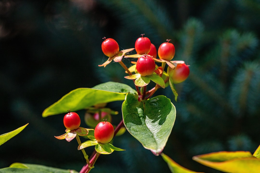 découvrez les bienfaits des remèdes à base de plantes pour améliorer votre santé et votre bien-être. explorez des solutions naturelles, des recettes simples et des conseils pratiques pour intégrer les plantes médicinales dans votre quotidien.