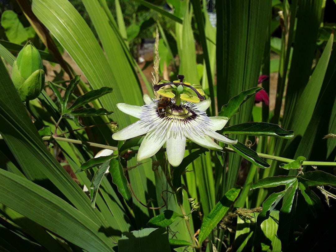 découvrez le monde fascinant des remèdes à base de plantes, une approche naturelle et ancestrale pour améliorer votre santé. plantes médicinales, conseils d'utilisation et bienfaits des herbes pour un bien-être optimal.