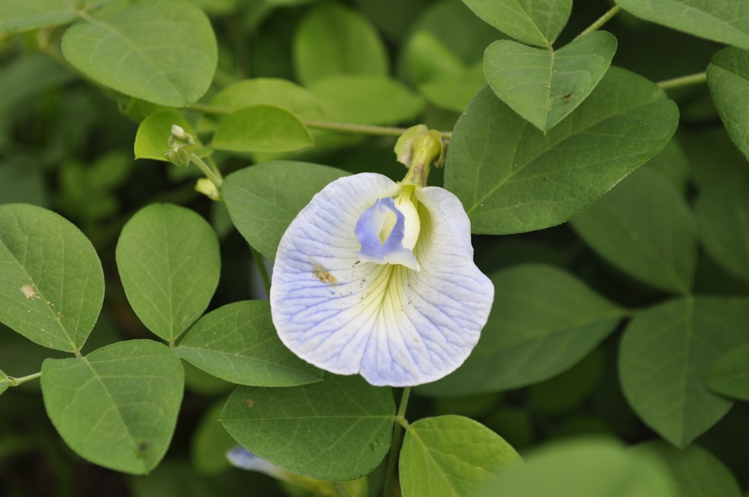 découvrez le pouvoir des remèdes à base de plantes : des solutions naturelles pour améliorer votre bien-être, soulager divers maux et renforcer votre santé au quotidien. plongez dans l'univers des médecines douces et apprenez à utiliser les herbes pour une vie plus saine.