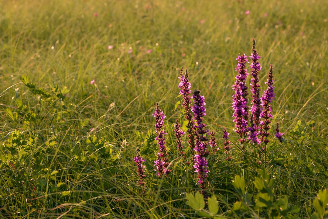 découvrez les bienfaits des remèdes à base de plantes. explorez des solutions naturelles pour améliorer votre santé et votre bien-être grâce à des recettes et conseils sur les herbes médicinales.