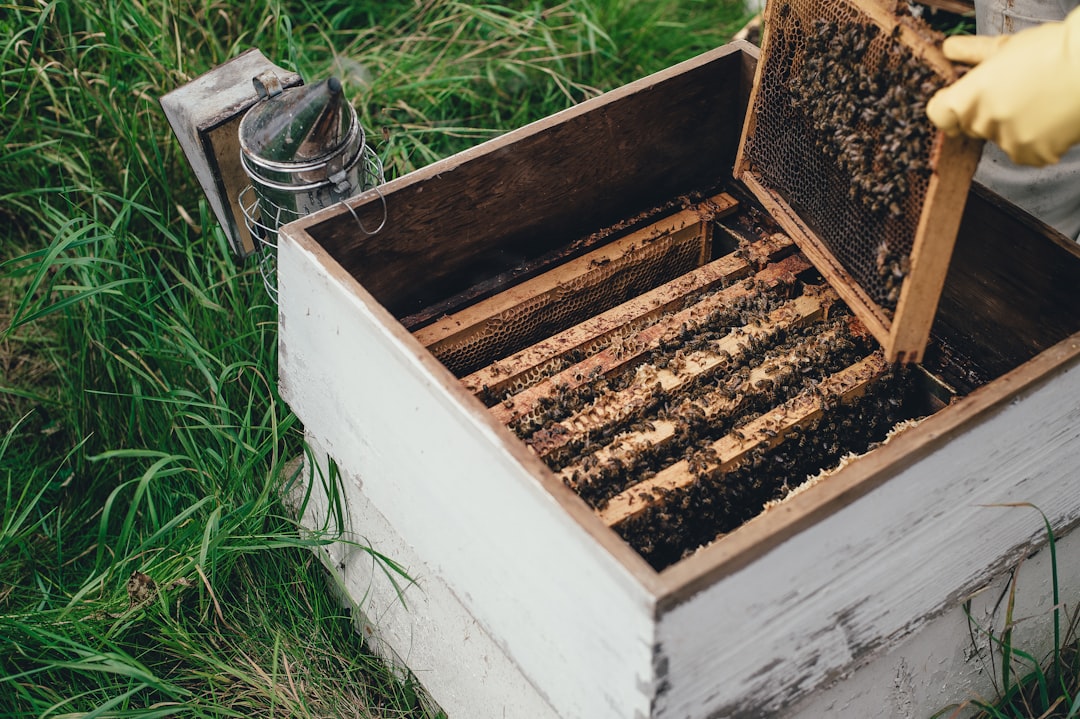 découvrez le monde fascinant du miel : ses variétés, ses bienfaits pour la santé, et des recettes gourmandes pour l'apprécier au quotidien.