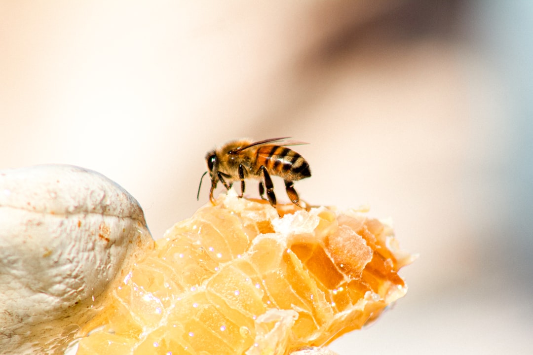 découvrez le monde fascinant du miel : ses variétés, ses bienfaits pour la santé, et des recettes délicieuses pour l'incorporer dans votre alimentation quotidienne.