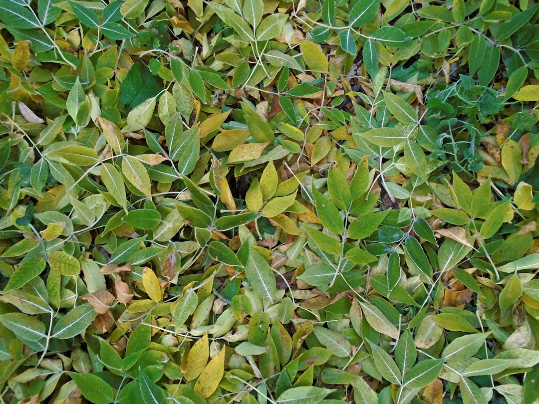 découvrez le citronnelle, une plante aromatique aux multiples bienfaits. utilisée en cuisine, en infusion ou en aromathérapie, elle apporte une touche fraîche et zestée à vos plats. explorez ses propriétés médicinales et ses recettes gourmandes.