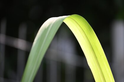 découvrez le lemongrass, une herbe aromatique prisée pour son parfum citronné et ses bienfaits pour la santé. idéal en cuisine, en tisane ou en aromathérapie, le lemongrass apporte fraîcheur et saveur à vos plats tout en favorisant le bien-être. explorez ses utilisations variées et laissez-vous séduire par ses vertus naturelles.