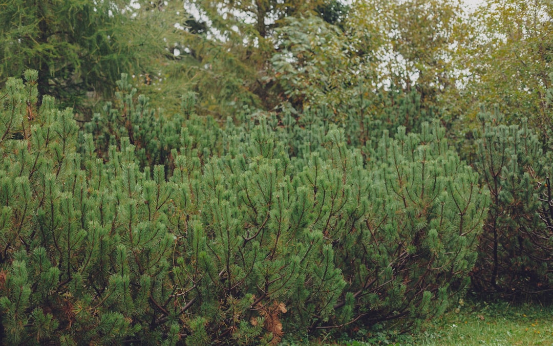 découvrez les bienfaits du lemongrass, une plante aromatique aux multiples vertus. apprenez à l'utiliser en cuisine pour rehausser vos plats et explorez ses propriétés relaxantes en infusion.
