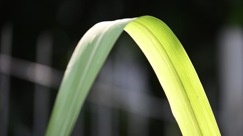 découvrez le lemongrass, une herbe aromatique prisée pour son parfum citronné et ses bienfaits pour la santé. idéal en cuisine, en tisane ou en aromathérapie, le lemongrass apporte fraîcheur et saveur à vos plats tout en favorisant le bien-être. explorez ses utilisations variées et laissez-vous séduire par ses vertus naturelles.