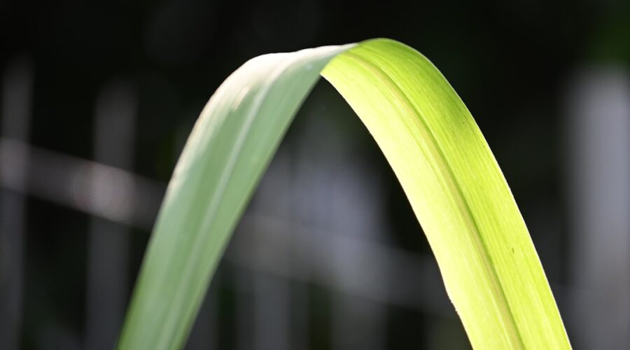 découvrez le lemongrass, une herbe aromatique prisée pour son parfum citronné et ses bienfaits pour la santé. idéal en cuisine, en tisane ou en aromathérapie, le lemongrass apporte fraîcheur et saveur à vos plats tout en favorisant le bien-être. explorez ses utilisations variées et laissez-vous séduire par ses vertus naturelles.