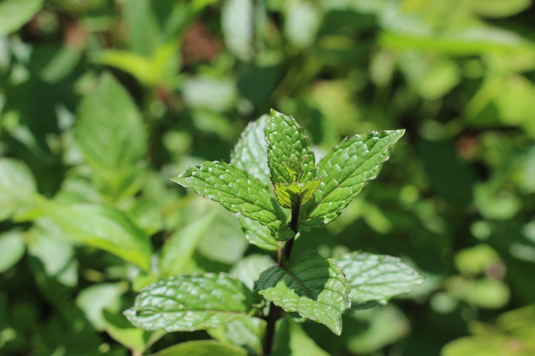 découvrez les vertus des herbes médicinales : un guide sur leurs bienfaits pour la santé, des conseils d'utilisation, et des recettes pour intégrer ces trésors de la nature dans votre quotidien.