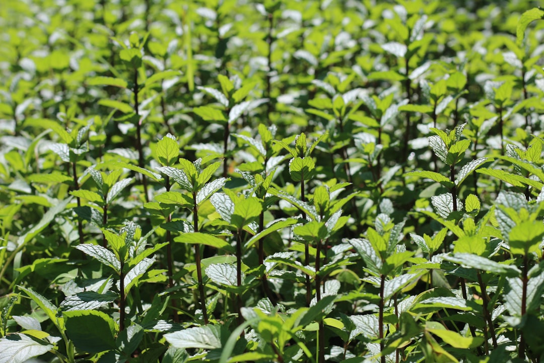 découvrez le monde des herbes médicinales : leurs bienfaits, utilisations et recettes pour améliorer votre santé naturellement. plongez dans l'univers des plantes qui soignent et apprenez à les intégrer dans votre quotidien.