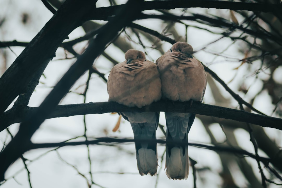 découvrez comment atteindre l'harmonie mentale grâce à des techniques de méditation, de pleine conscience et d'équilibre émotionnel. transformez votre esprit et améliorez votre bien-être au quotidien.