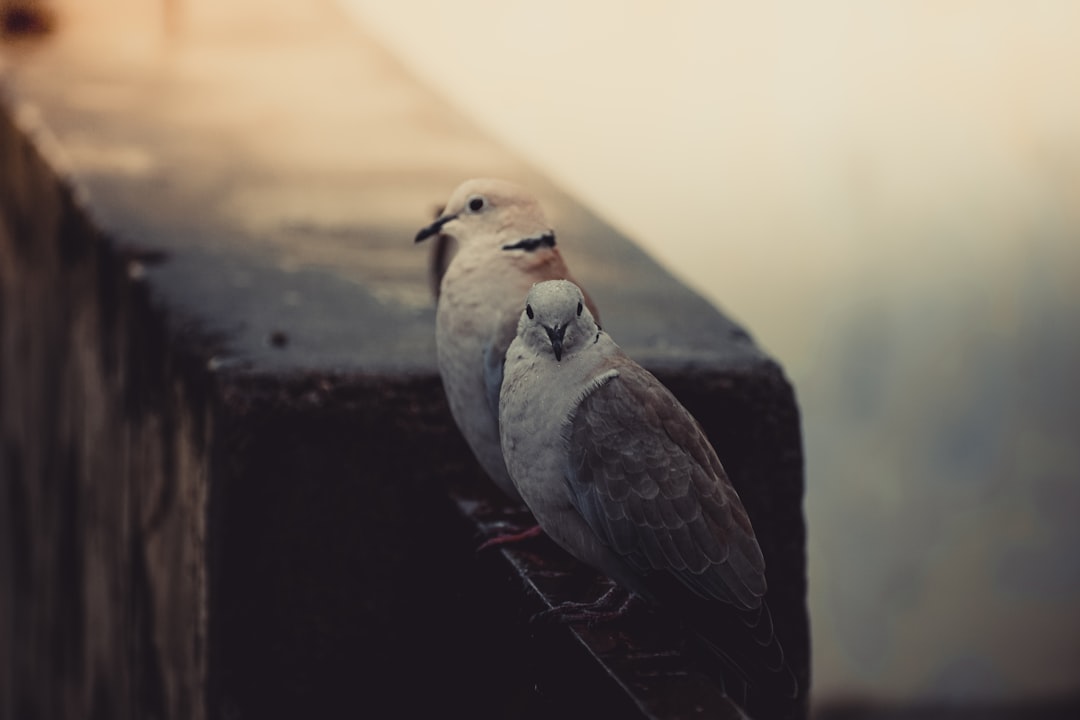 découvrez comment atteindre l'harmonie mentale grâce à des techniques éprouvées de méditation, de pleine conscience et de développement personnel. transformez votre bien-être intérieur et vivez une vie plus équilibrée.