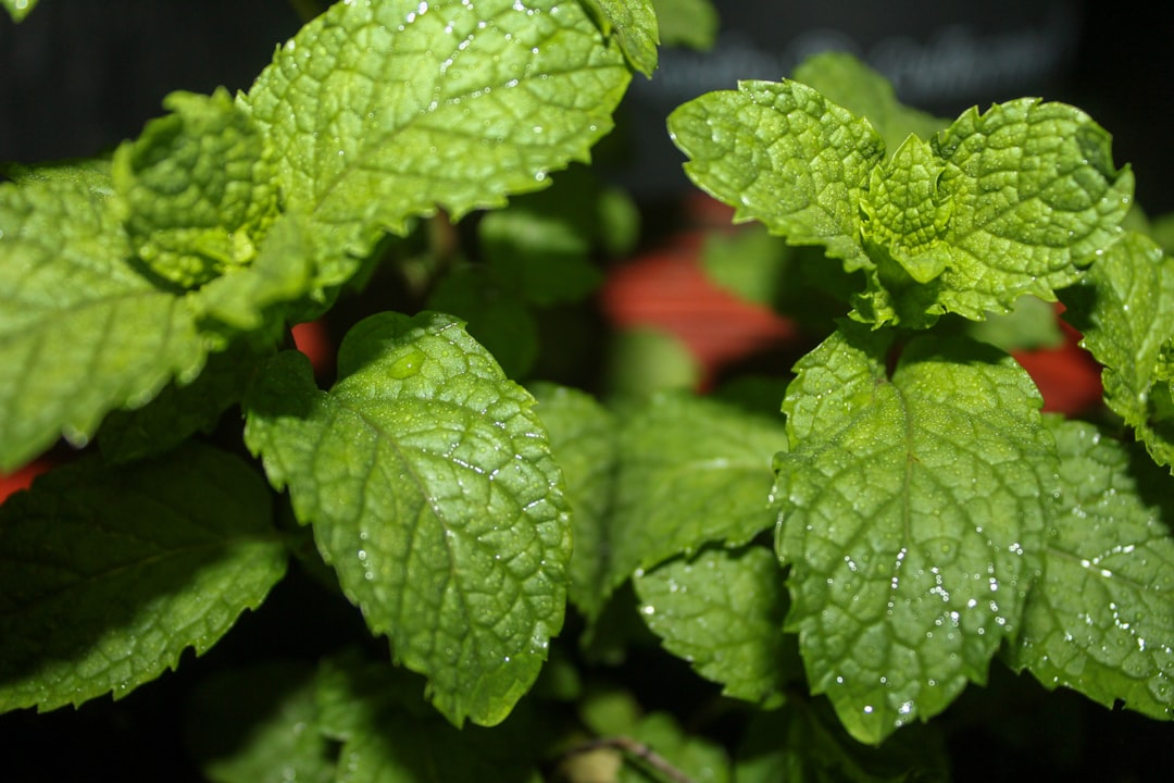 découvrez tout sur la menthe : ses différentes variétés, ses bienfaits pour la santé, ses usages culinaires et ses propriétés aromatiques. plongez dans l'univers frais et revigorant de cette herbe incontournable.