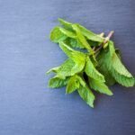 découvrez l'univers de la menthe : bienfaits, recettes, et astuces pour intégrer cette herbe aromatique dans votre cuisine et vos boissons. parfaite pour l'été, la menthe apporte fraîcheur et saveurs inoubliables.