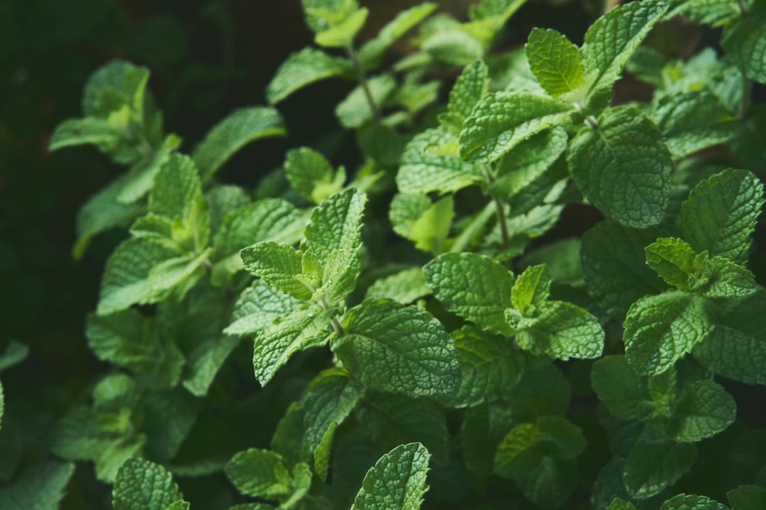 découvrez le mint : une herbe aromatique aux multiples bienfaits, utilisée en cuisine et pour ses propriétés médicinales. apprenez à l'incorporer dans vos recettes et à exploiter ses vertus rafraîchissantes.