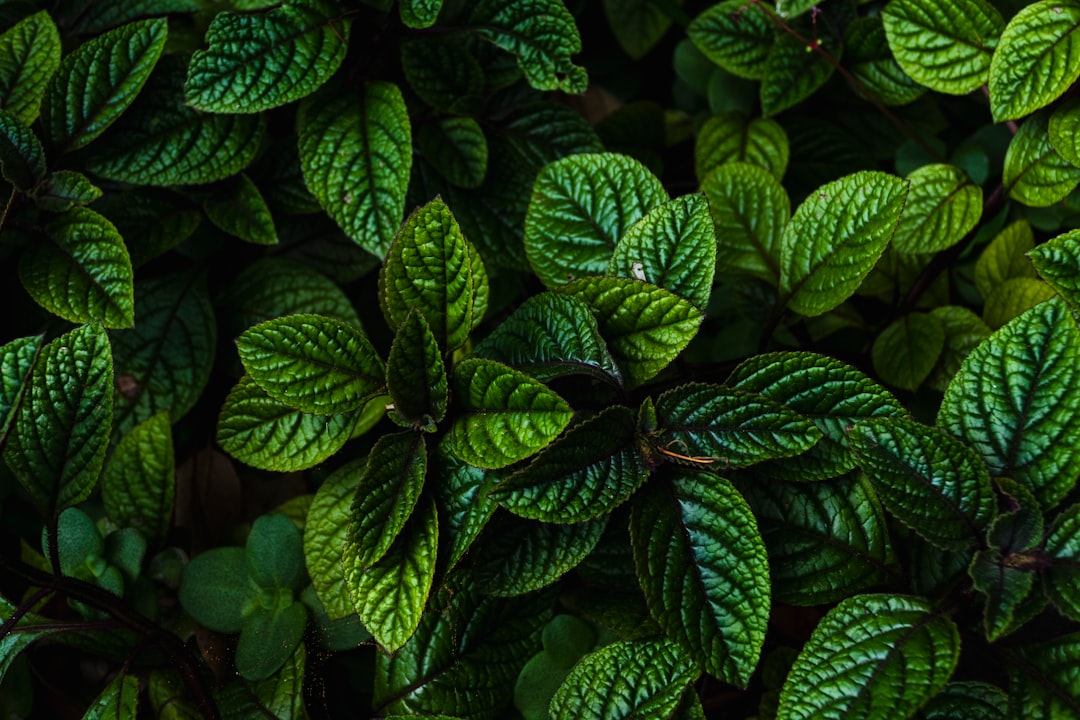 découvrez le mint, cette herbe aromatique rafraîchissante qui ajoute une touche de saveur à vos plats et boissons. apprenez à l'utiliser en cuisine, ses bienfaits pour la santé et ses variétés les plus populaires.