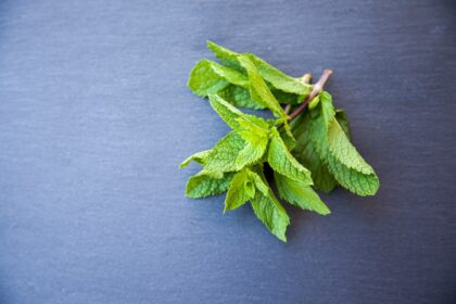 découvrez l'univers de la menthe : bienfaits, recettes, et astuces pour intégrer cette herbe aromatique dans votre cuisine et vos boissons. parfaite pour l'été, la menthe apporte fraîcheur et saveurs inoubliables.