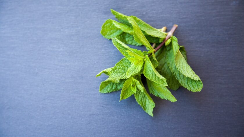 découvrez l'univers de la menthe : bienfaits, recettes, et astuces pour intégrer cette herbe aromatique dans votre cuisine et vos boissons. parfaite pour l'été, la menthe apporte fraîcheur et saveurs inoubliables.