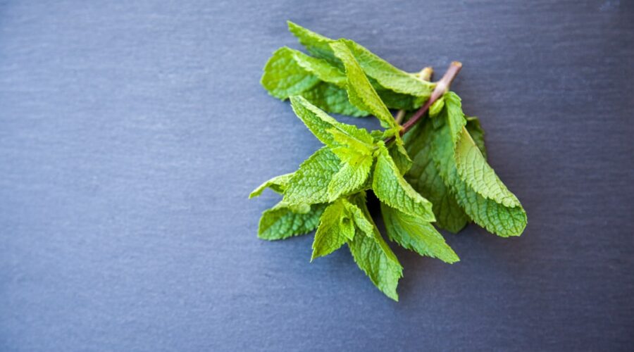découvrez l'univers de la menthe : bienfaits, recettes, et astuces pour intégrer cette herbe aromatique dans votre cuisine et vos boissons. parfaite pour l'été, la menthe apporte fraîcheur et saveurs inoubliables.