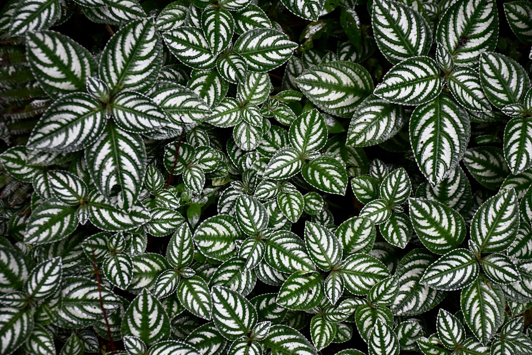 découvrez les meilleures méthodes de conservation de la menthe pour préserver sa fraîcheur et ses arômes. apprenez des astuces simples pour profiter de cette herbe aromatique tout au long de l'année, que ce soit pour vos recettes ou infusions.
