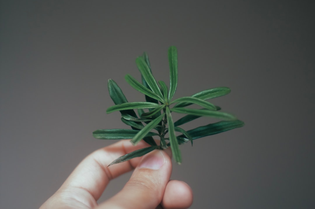 découvrez les techniques de préservation de la menthe pour conserver toute sa fraîcheur et son arôme. que ce soit pour l'utiliser dans vos recettes préférées ou pour l'apprécier toute l'année, apprenez les meilleures méthodes pour stocker la menthe efficacement.