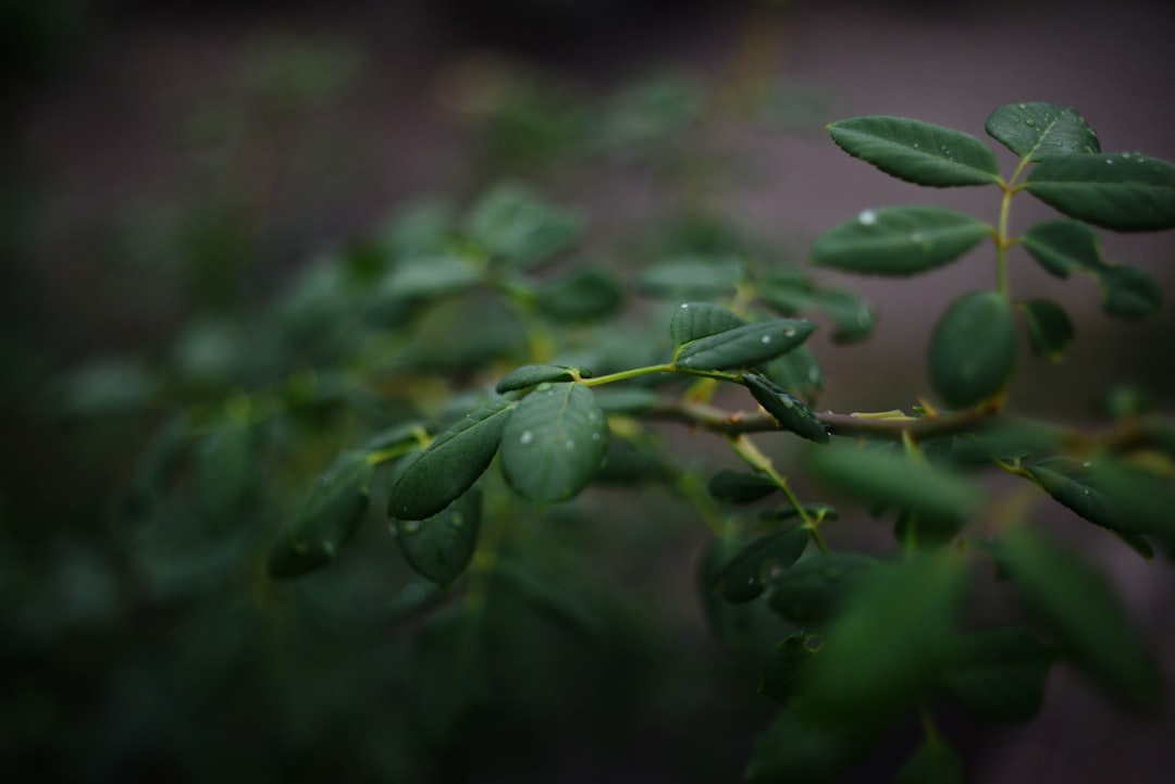 découvrez les meilleures pratiques de conservation de la menthe pour préserver son arôme et sa fraîcheur. apprenez les techniques essentielles pour profiter de cette herbe aromatique toute l'année.