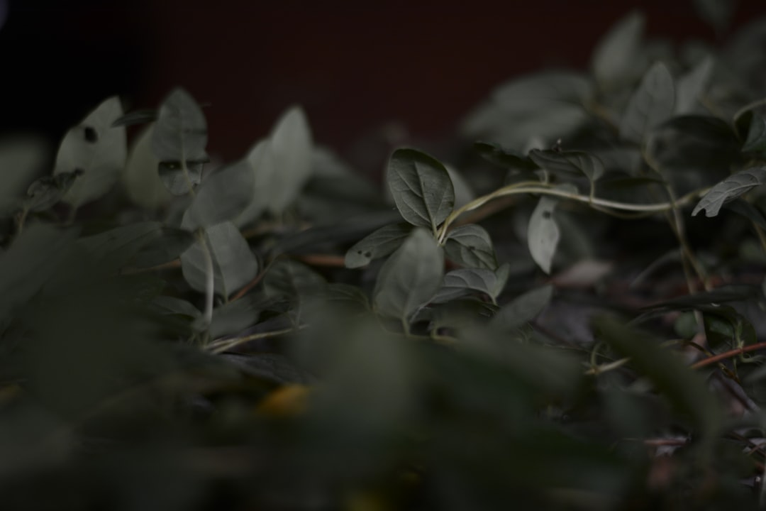 découvrez comment préserver la menthe efficacement pour conserver sa fraîcheur et ses arômes. suivez nos conseils pratiques et astuces pour profiter de cette plante aromatique tout au long de l'année.