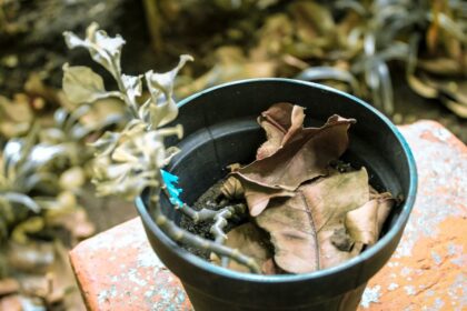 découvrez les meilleures techniques de préservation de la menthe pour garder sa fraîcheur et son arôme. apprenez à conserver ces feuilles aromatiques afin de profiter de leurs bienfaits tout au long de l'année.