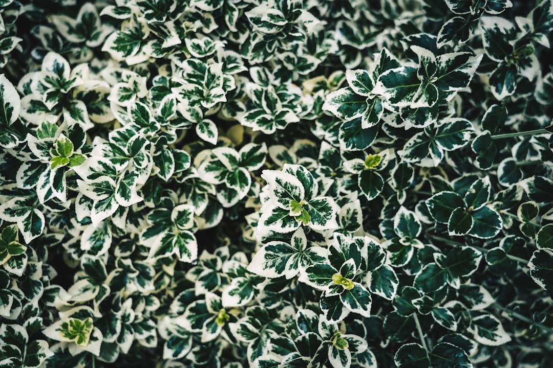 découvrez les techniques de préservation de la menthe pour savourer son goût frais et aromatique tout au long de l'année. apprenez comment conserver cette herbe délicieuse grâce à des méthodes simples et efficaces.