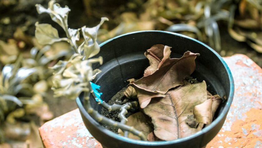 découvrez les meilleures techniques de préservation de la menthe pour garder sa fraîcheur et son arôme. apprenez à conserver ces feuilles aromatiques afin de profiter de leurs bienfaits tout au long de l'année.