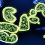 découvrez les bienfaits des antibactériens naturels pour protéger votre santé et votre environnement. optez pour des solutions efficaces et écologiques qui combattent les bactéries tout en respectant votre corps et la planète.