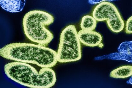 découvrez les bienfaits des antibactériens naturels pour protéger votre santé et votre environnement. optez pour des solutions efficaces et écologiques qui combattent les bactéries tout en respectant votre corps et la planète.